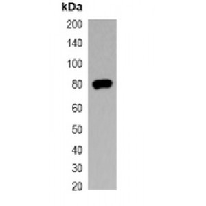 LifeSab™ AmCyan-tag Rabbit pAb (50 µl)