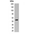 LifeSab™ EBFP-tag Rabbit pAb (50 µl)