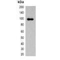 LifeSab™ ECFP-tag Rabbit pAb (50 µl)