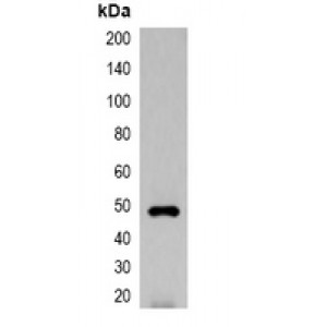 LifeSab™ GFP-tag Rabbit pAb (50 µl)