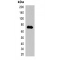 LifeSab™ mStrawberry-tag Rabbit pAb (50 µl)