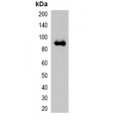 LifeSab™ Myc-tag Rabbit pAb (50 µl)