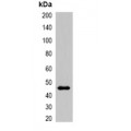 LifeSab™ Beta-actin Rabbit mAb (50 µl)