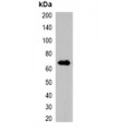 LifeSab™ Beta-actin Mouse mAb (50 µl)