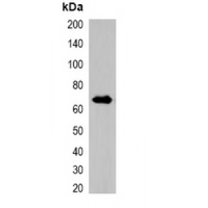 LifeSab™ Beta-actin Mouse mAb (50 µl)