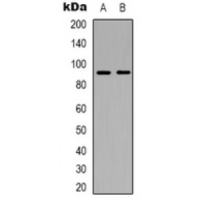 LifeSab™ Alpha-actin-1 Mouse mAb (50 µl)