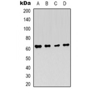 LifeSab™ BCL2 Mouse mAb (50 µl)