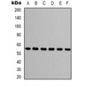 LifeSab™ Beta-tubulin Mouse mAb (50 µl)