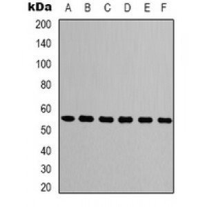 LifeSab™ Beta-tubulin Mouse mAb (50 µl)