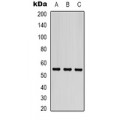 LifeSab™ Beta-tubulin -HRP labeled Mouse mAb (50 µl)