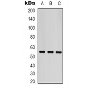 LifeSab™ Beta-tubulin -HRP labeled Mouse mAb (50 µl)