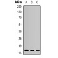 LifeSab™ Caspase 9 Mouse mAb (50 µl)