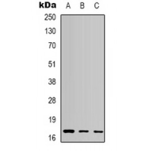 LifeSab™ Caspase 9 Mouse mAb (50 µl)