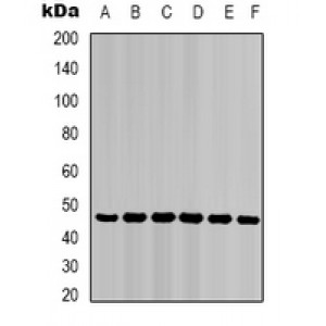 LifeSab™ Cytokeratin 7 Mouse mAb (50 µl)