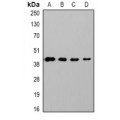 LifeSab™ GAPDH Mouse mAb (50 µl)