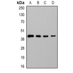 LifeSab™ GAPDH Mouse mAb (50 µl)