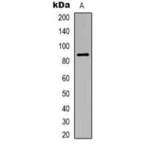 LifeSab™ Histone H3 (DiMethyl K27) Mouse mAb (50 µl)