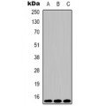 LifeSab™ Histone H3 (TriMethyl K79) Mouse mAb (50 µl)