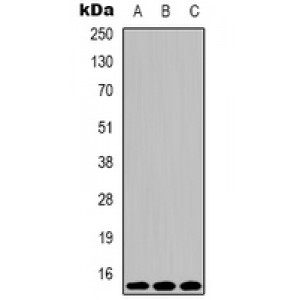 LifeSab™ Histone H3 (TriMethyl K79) Mouse mAb (50 µl)