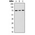 LifeSab™ HSP70 Mouse mAb (50 µl)