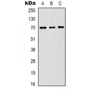 LifeSab™ HSP70 Mouse mAb (50 µl)