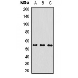 LifeSab™ NF-kappaB p65 Mouse mAb (50 µl)