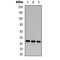 LifeSab™ NF-kappaB p65 Mouse mAb (50 µl)