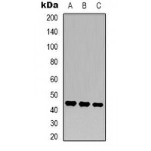 LifeSab™ NF-kappaB p65 Mouse mAb (50 µl)