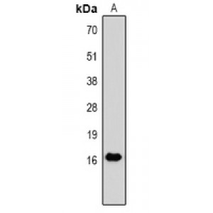 LifeSab™ Vimentin Mouse mAb (50 µl)