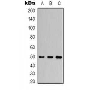 LifeSab™ Beta-actin Rabbit pAb (50 µl)