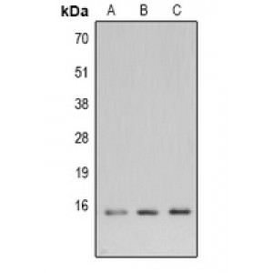 LifeSab™ LexA DNA Binding Region Rabbit pAb (50 µl)