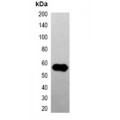 LifeSab™ GFP-tag Mouse mAb (50 µl)