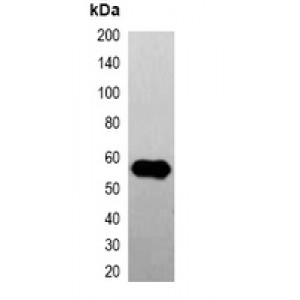 LifeSab™ GFP-tag Mouse mAb (50 µl)