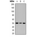 LifeSab™ Beta-actin Mouse mAb (50 µl)