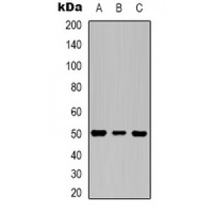 LifeSab™ Beta-actin Mouse mAb (50 µl)