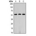 LifeSab™ 14-3-3 epsilon Rabbit pAb (50 µl)