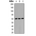 LifeSab™ Alliinase Rabbit pAb (50 µl)