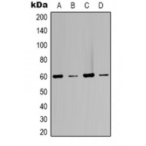 LifeSab™ Bestrophin-2 Rabbit pAb (50 µl)