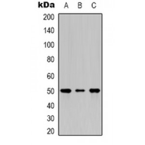 LifeSab™ Beta-actin Rabbit pAb (50 µl)