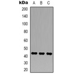 LifeSab™ Beta-catenin Rabbit pAb (50 µl)