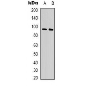 LifeSab™ GRPR Rabbit pAb (50 µl)