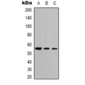 LifeSab™ Bovine Serum Albumin Rabbit pAb (50 µl)