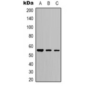 LifeSab™ Bovine Serum Albumin Rabbit pAb (50 µl)