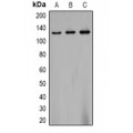 LifeSab™ CACNB3 Rabbit pAb (50 µl)