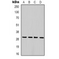 LifeSab™ Phosphoserine Mouse mAb (50 µl)