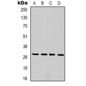 LifeSab™ Phosphoserine Mouse mAb (50 µl)