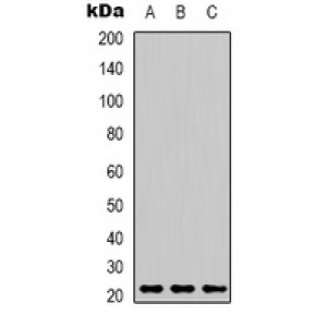 LifeSab™ Phosphotyrosine Mouse pAb (50 µl)