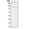 LifeSab™ ACTN2 Rabbit pAb (50 µl)