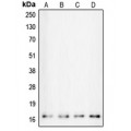 LifeSab™ Calmodulin Rabbit pAb (50 µl)