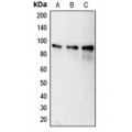 LifeSab™ Calnexin (pS583) Rabbit pAb (50 µl)